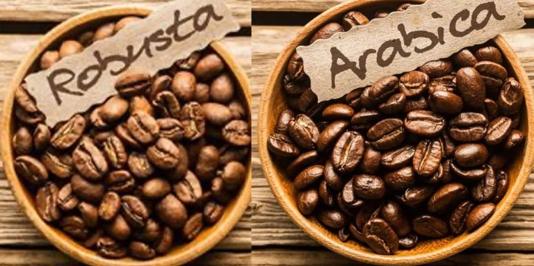 Arabica Beans vs Robusta Beans: The Most Significant Differences